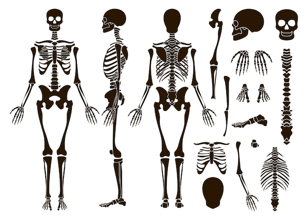 인간의 뼈 골격 구조 요소 집합