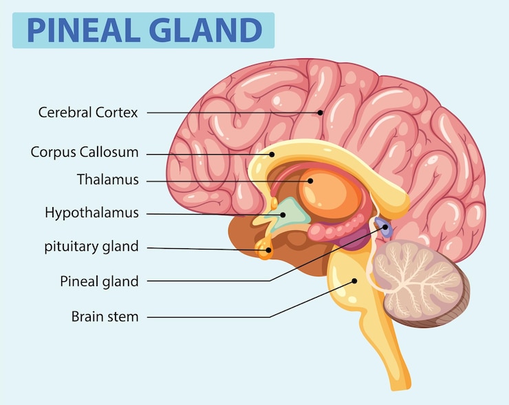 Free Vector human brain anatomy diagram