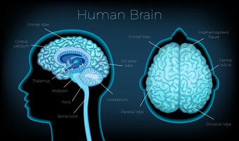 Free vector human brain poster illustrated silhouette of head profile with text description of glowing brain areas