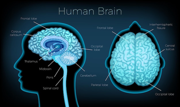Плакат человеческого мозга, иллюстрированный силуэтом профиля головы с текстовым описанием светящихся областей мозга