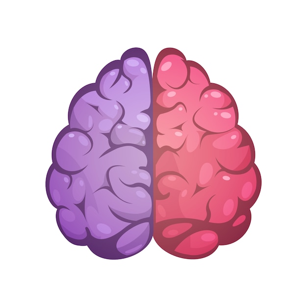 Мозг человека два разноцветных символических левого и правого полушарий головного мозга модель изображение значок abst