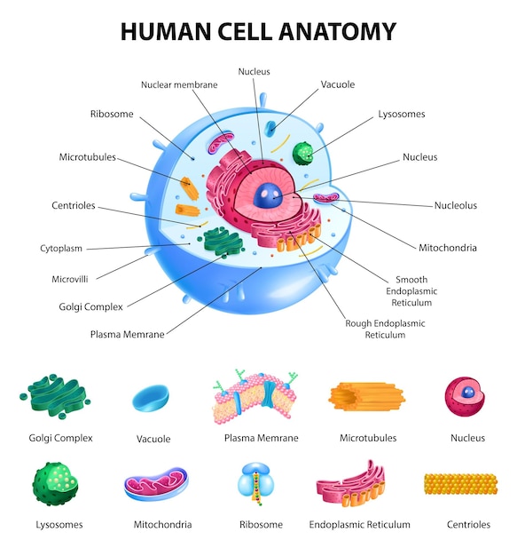 Human cell anatomy infographics with realistic educational chart and labelled parts on white background vector illustration