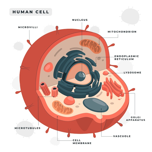 Free vector human cell concept illustration