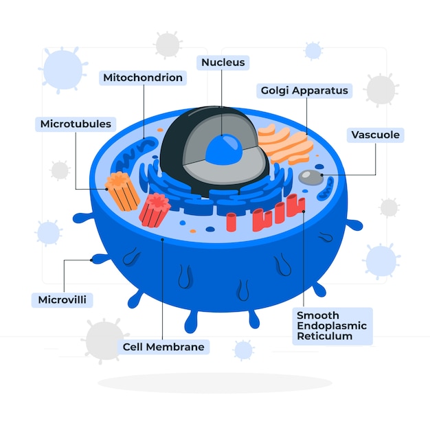 Illustrazione del concetto di cellula umana