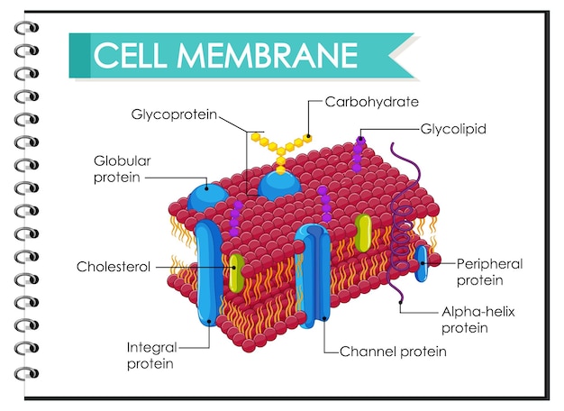 Free vector human cell membrane structure illustration