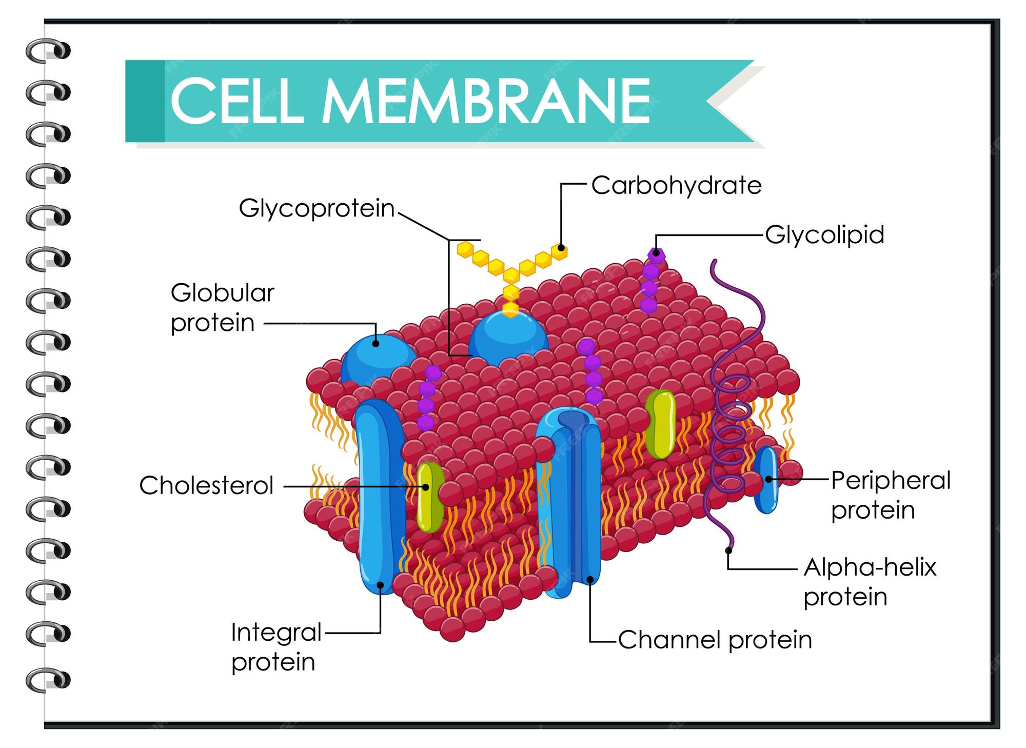 plant-cell-membrane-diagram