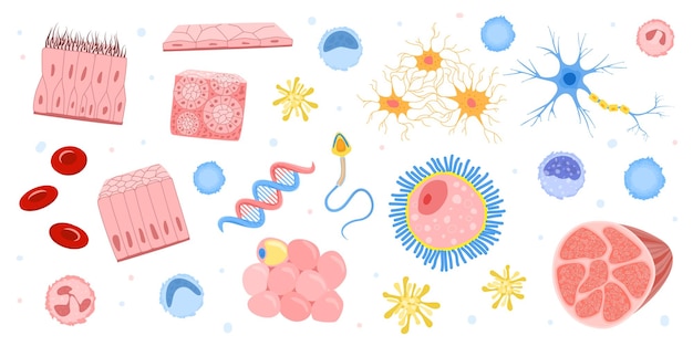 Бесплатное векторное изображение Клетки человека плоский набор изолированных иконок с красочными изображениями микроорганизмов и внутренних бактерий формирует векторную иллюстрацию