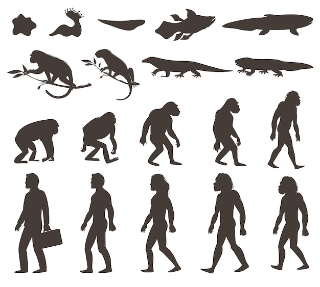 人間のダーウィンの進化シルエットセット