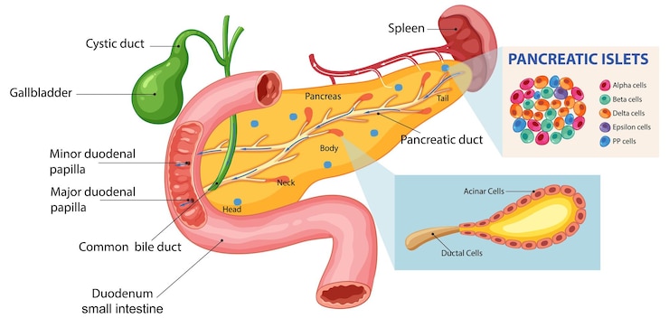 Free Vector human digestive system anatomy illustration