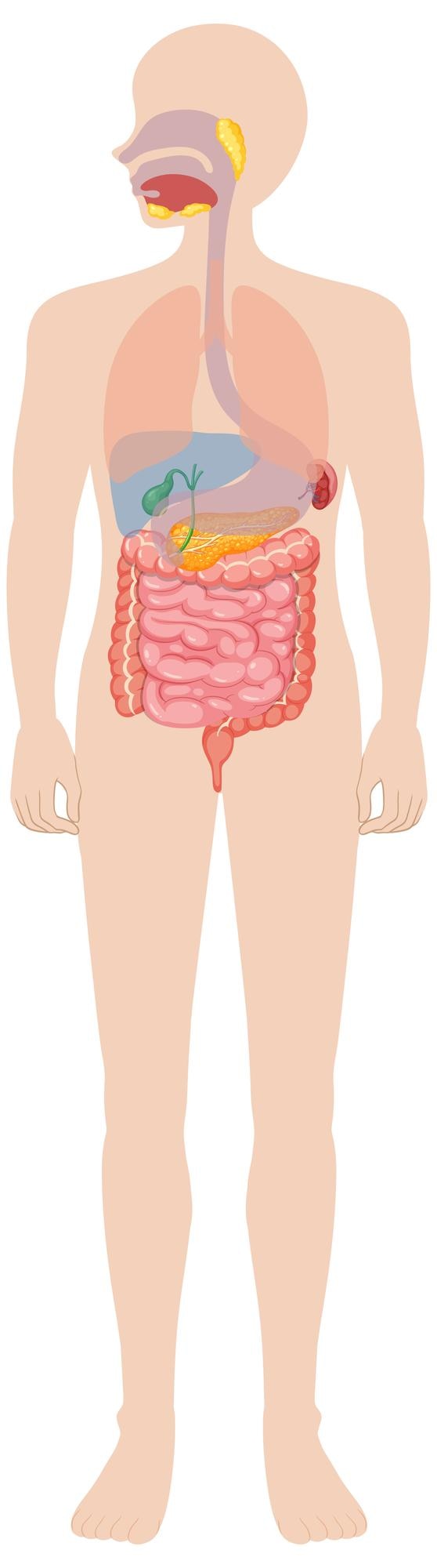 Free Vector human digestive system illustration
