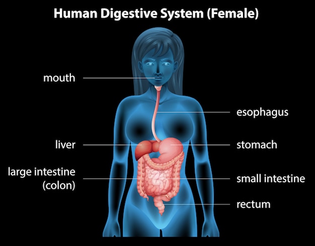 Free vector human digestive system