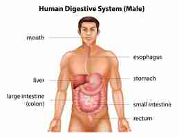 Free vector human digestive system