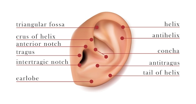 Vettore gratuito mappa dell'orecchio umano delle parti per il piercing. isolato su sfondo bianco.