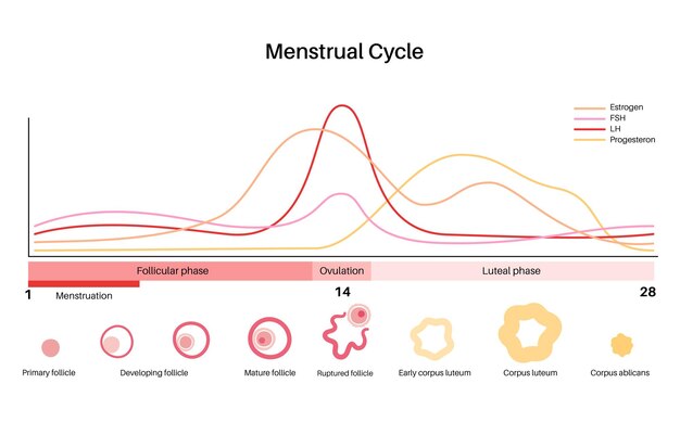 Human egg cell anatomy. fertilisation, gynecology and ivf research.