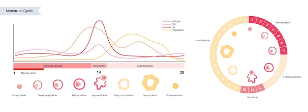 Human egg cell anatomy. fertilisation, gynecology and ivf research.