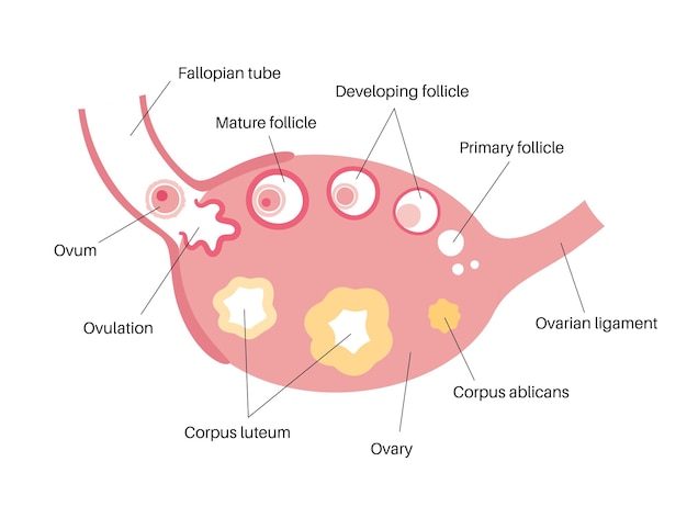 Human egg cell anatomy. fertilisation, gynecology and ivf research.