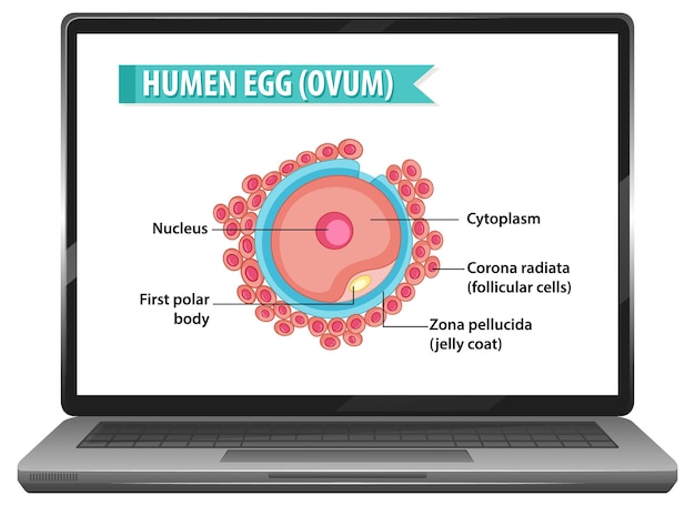 Human egg on notebook desktop