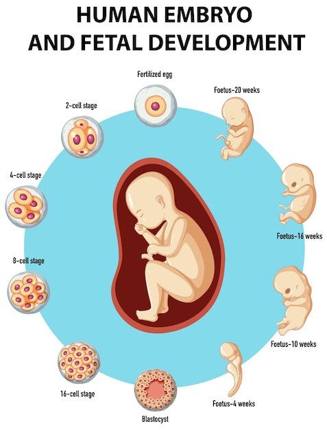 Vettore gratuito infografica sullo sviluppo dell'embrione umano e del feto