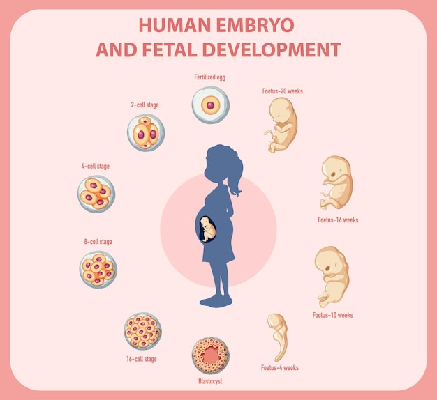 Free vector human embryonic development in human infographic