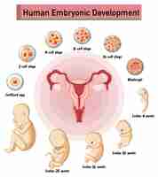 Free vector human embryonic development in human infographic