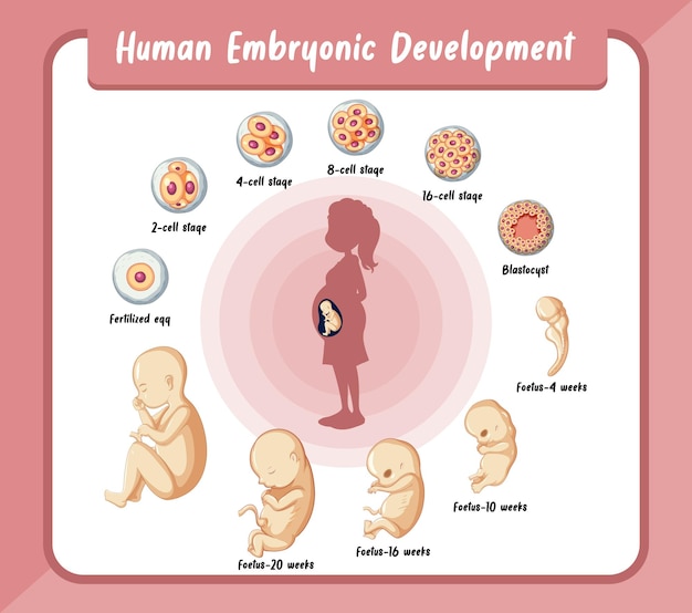 Page 7 | Infographic Pregnancy Images - Free Download on Freepik