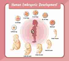 Vettore gratuito sviluppo embrionale umano nell'infografica umana