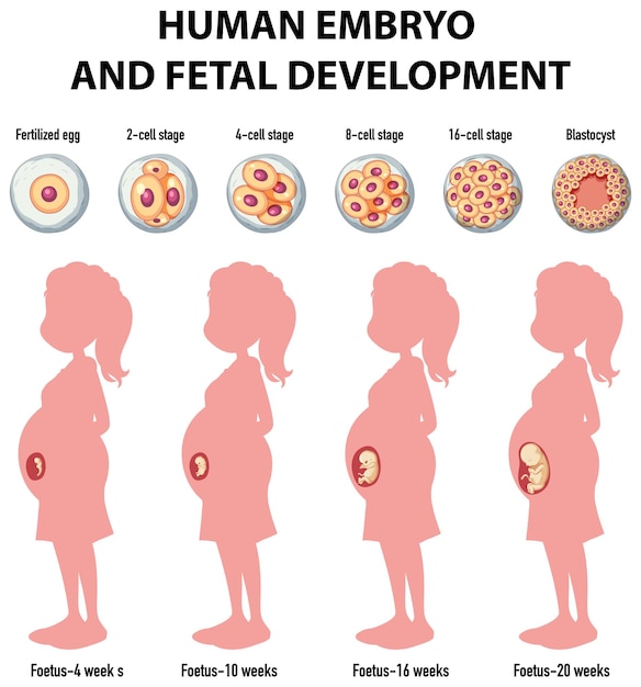 Free vector human embryonic development in human infographic