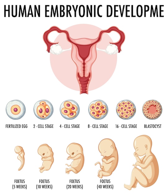 Vettore gratuito sviluppo embrionale umano nell'infografica umana