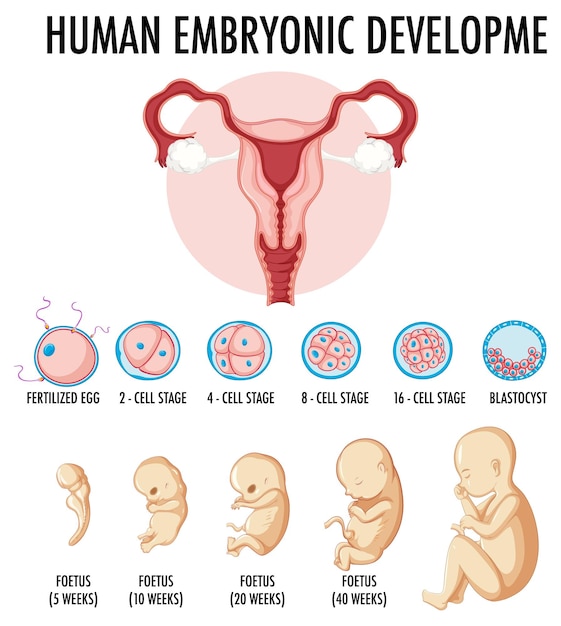 Free vector human embryonic development in human infographic