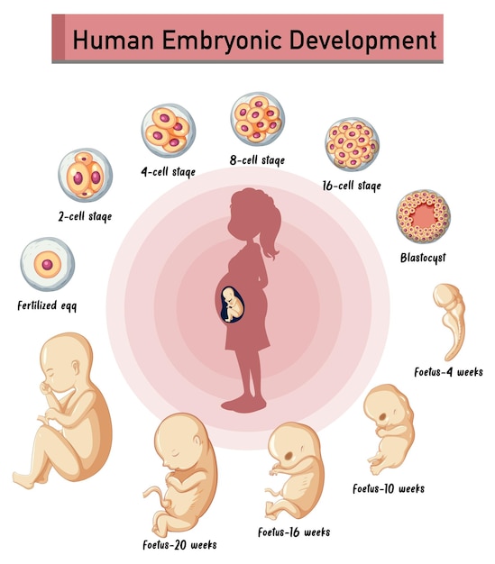 Human embryonic development in human infographic