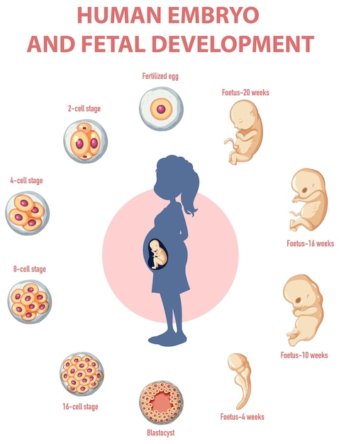 Human embryonic development in human infographic