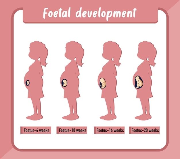 Эмбриональное развитие человека в человеческой инфографике