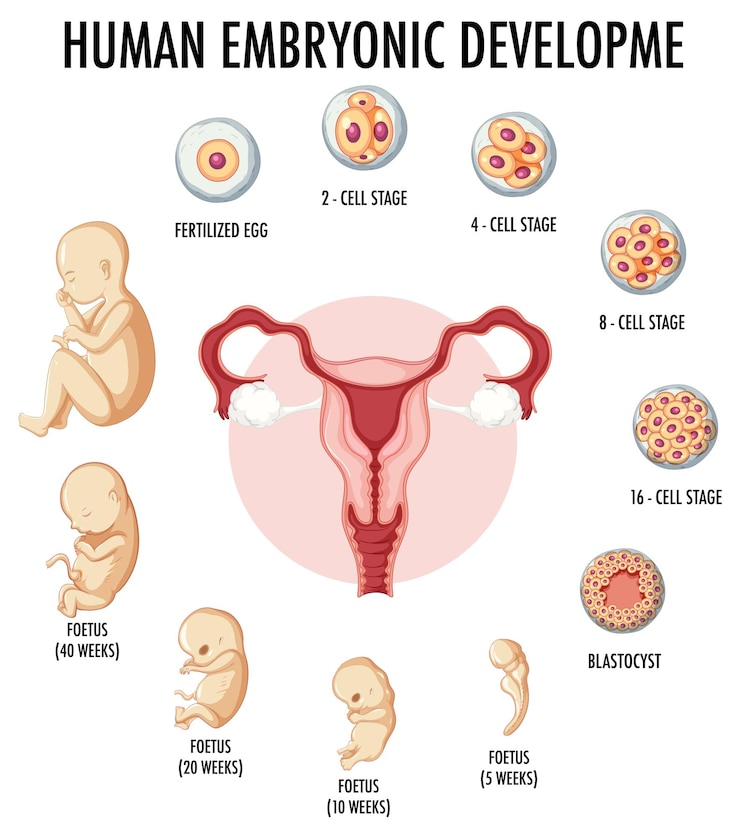 Free Vector human embryonic development in human infographic