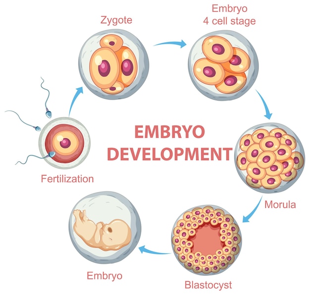 Free vector human embryonic development in human infographic