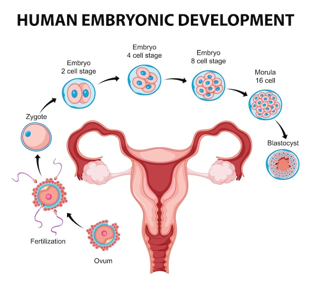 Sviluppo embrionale umano nell'infografica umana
