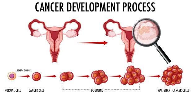 Human embryonic development in human infographic