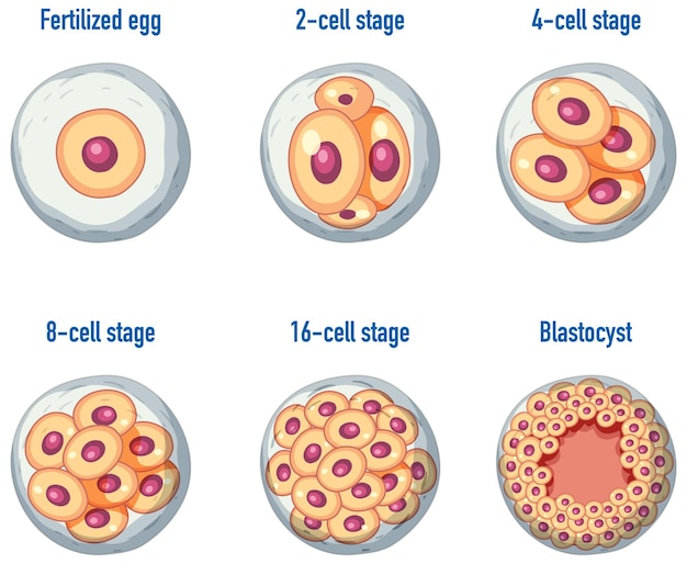 Free vector human embryonic development in human