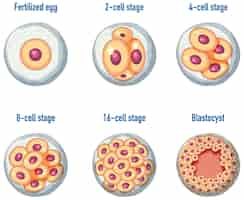 Vettore gratuito sviluppo embrionale umano nell'uomo