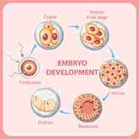 Vettore gratuito sviluppo embrionale umano nell'uomo