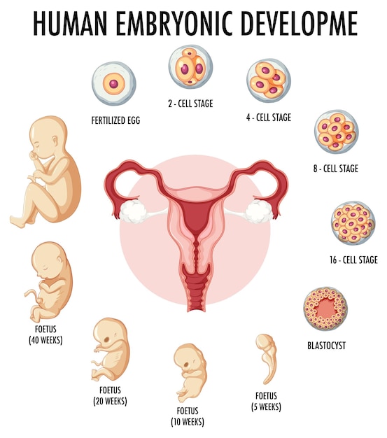 Эмбриональное развитие человека в человеческой инфографике