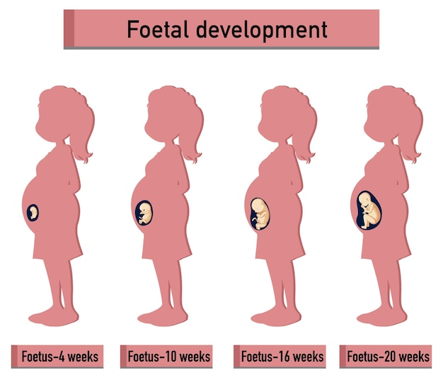 Бесплатное векторное изображение Эмбриональное развитие человека в человеческой инфографике