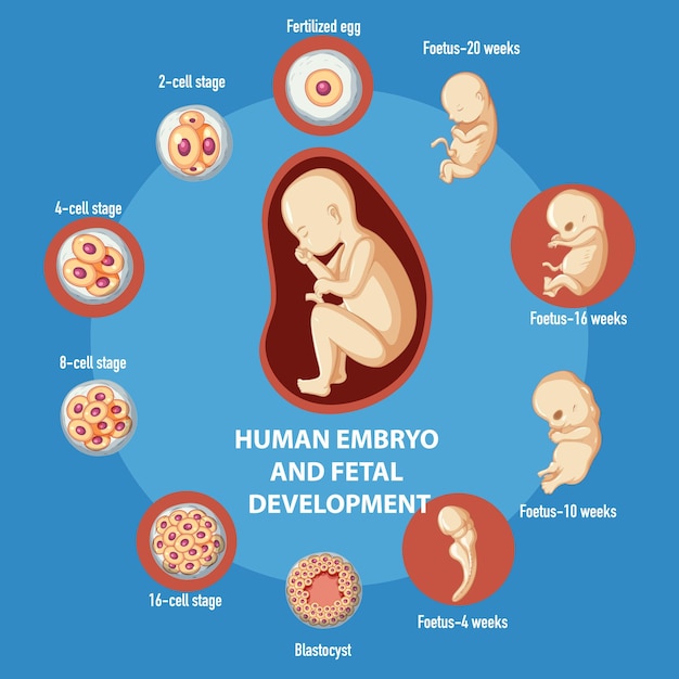 Vettore gratuito infografica sullo sviluppo embrionale umano