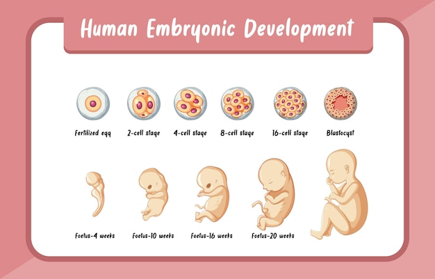 Free vector human embryonic development infographic