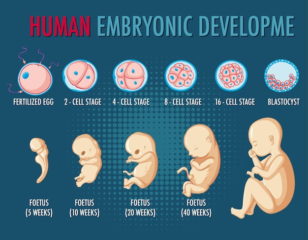 Бесплатное векторное изображение Инфографика эмбрионального развития человека