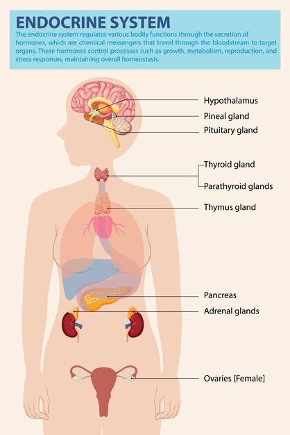 human endocrine system diagram