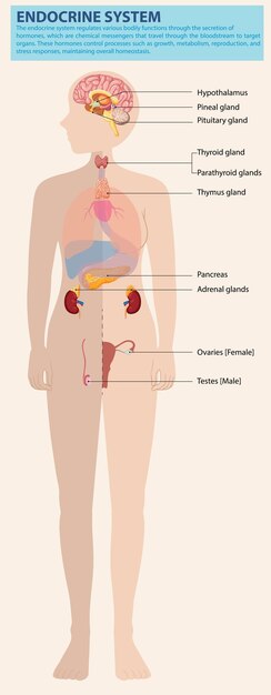 human endocrine system diagram