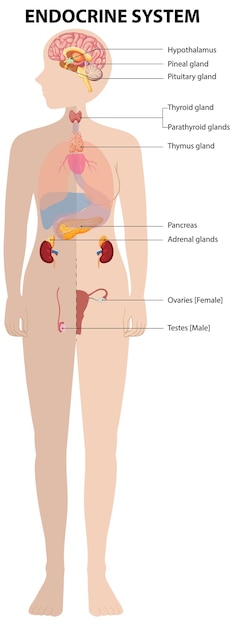 human endocrine system diagram
