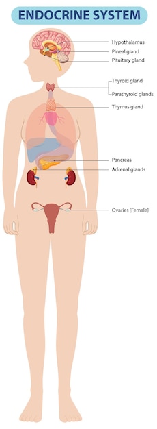 human endocrine system diagram