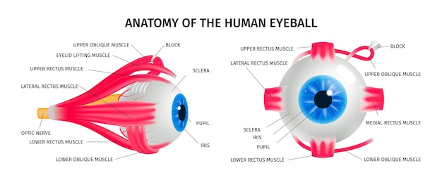 Human eye anatomy concept set with vision muscle symbols isometric isolated vector illustration