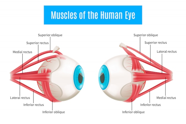 Free vector human eye anatomy diagram